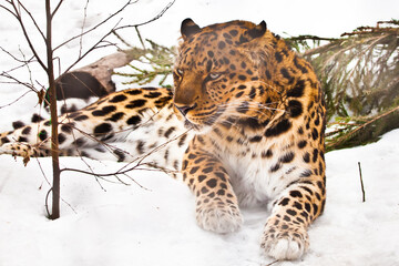 Far Eastern leopard lies in the snow, next to a fallen spruce, a rare cat
