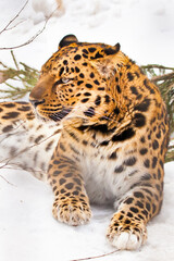 Far Eastern leopard in the snow close-up, bright yellow wool