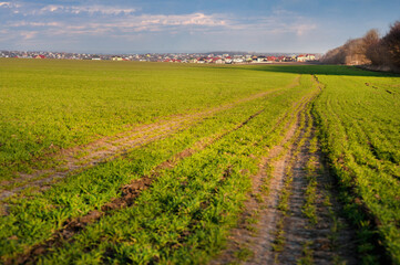 Fototapeta na wymiar green field of winter wheat or rye with traces of agricultural machinery, early spring sprouts and a city on the horizon