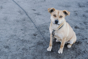 A beautiful domestic dog of light brown obediently looks at the owner