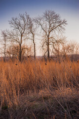 Fototapeta premium Golden contrast spikes backlit in sunset close up. Dry wild grass