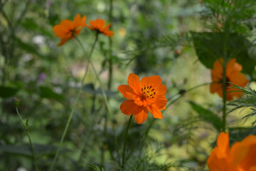 Cute orange flower of cosmos on blurred background