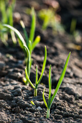 fresh homemade sprouted green onions closeup, outdoors in the garden in early spring.