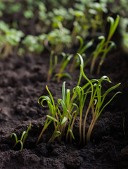 Sprouted arugula and potted grass