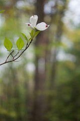 dogwood flowers on a branch