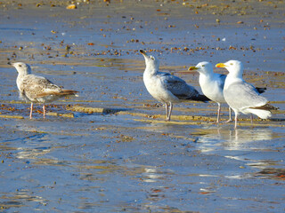 Fototapeta premium Three seagulls are standing on a wet beach
