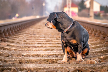 dog on the railway