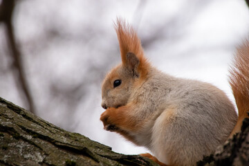 Naklejka na ściany i meble Squirrel in the park