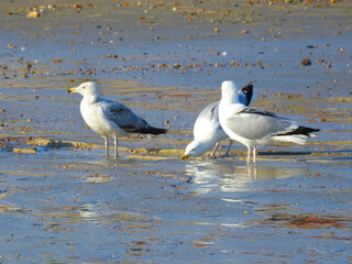 Three seagulls are standing on a wet beach