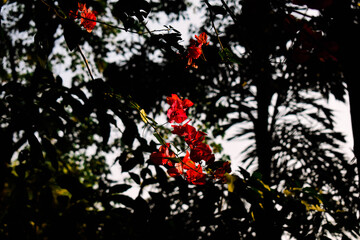 Reddish pink colored paper flowers in focus with green leaves