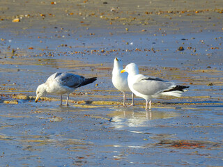 Three seagulls are standing on a wet beach