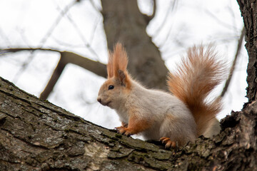 Naklejka na ściany i meble Squirrel in the park