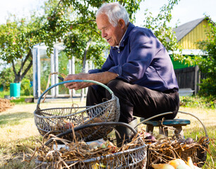 old man picking onion harvest from vegetable garden in village