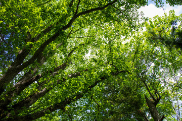green leaves background