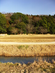 早春の里山の森と用水路と田圃のある風景