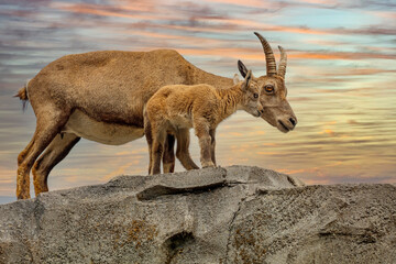 Mountain goat Alpine ibex (Capra ibex) with child shot in natural habitat