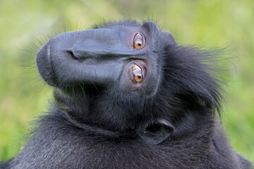 Obraz premium close-up of a crested macaque monkey, wild animal