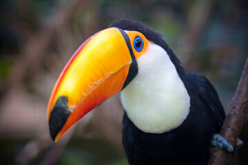 Close up of a beautiful toco toucan (Ramphastos toco)