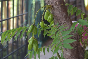 Obraz premium Averrhoa bilimbi Plant Cucumber tree