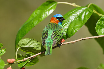 Blaukappentangare auf einem Maulbeerbaum