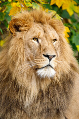 Obraz na płótnie Canvas Close up portrait of a male lion (Panthera Leo)