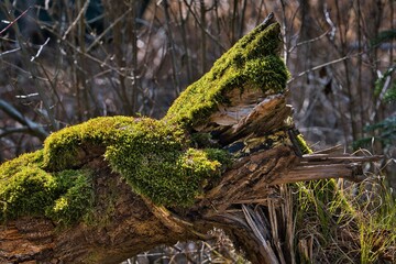 Gebrochener Baum mit Moos