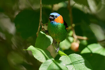 Blaukappentangare auf einem Maulbeerbaum