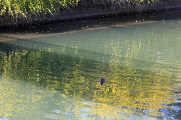 水面に煌めく雲南黄梅　城西公園　早春　（高知県　高知市）