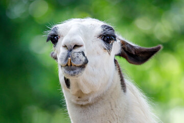 Fototapeta premium A lama glama, close up