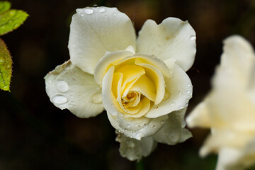 A selective focus shot of a white Rose with dewdrops on it
