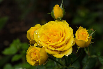 A selective focus shot of a white Rose with dewdrops on it