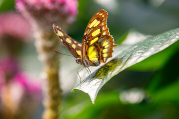 close up of butterfly on leaf