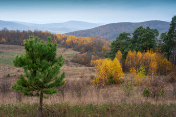 Fototapeta premium Cloudy autumn landscape with a young green pine tree on a background of gray grass and yellow autumn foliage of young birches and distant mountains of the Carpathians.