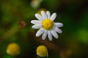 Obraz premium Daisy with yellow centre and white petals. Out of focus background and selective focus and bokeh effect