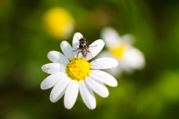 daisy with yellow centre and white petals. A fly is perched on the flower. Out of focus background and selective focus and bokeh effect