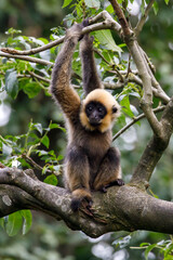 Young Yellow Cheeked Gibbon on tree
