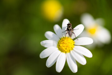 daisy with yellow centre and white petals. A fly is perched on the flower. Out of focus background and selective focus and background and selective focus and bokeh effect