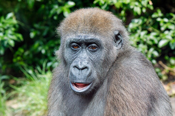 Obraz premium A young Western Lowland Gorilla