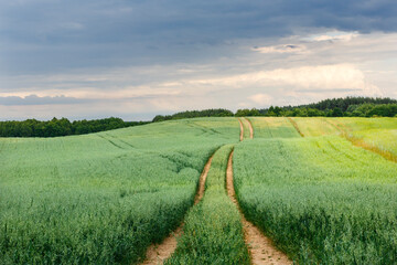 landscape with field and road