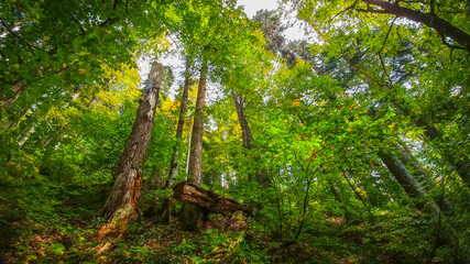Forest landscape deep in the mountains