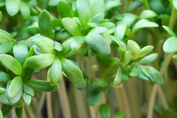 Live growing micro greens sprouts