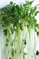 Live growing micro greens sprouts of watercress close-up vegetable background healthy vegetable supplement in salads