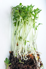 Live growing micro greens sprouts