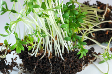 Live growing micro greens sprouts