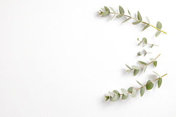 Fototapeta na wymiar Minimalistic composition with eucalyptus tree branch laid out on isolated white background with a lot of copy space for text. Top view shot of small green leaves of tropical plant. Flat lay.