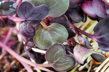 Live growing micro greens sprouts
