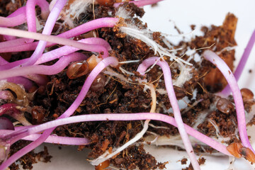 Live growing micro greens sprouts