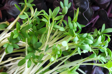 Live growing micro greens sprouts