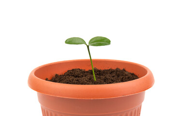 Young plant in small flowerpot. Growing seedlings.
