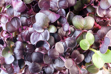 Live growing micro greens sprouts